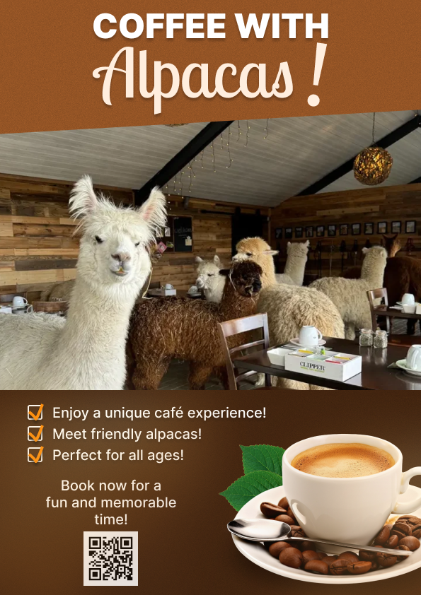 Café avec les alpagas